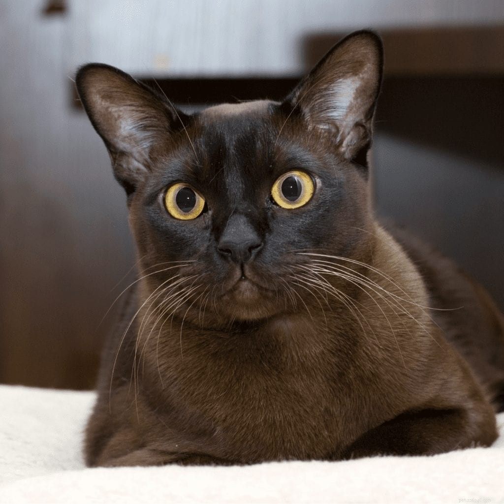 Burmese Cats: Why Their Playful, Loving Nature Makes Them a Top Pet Choice