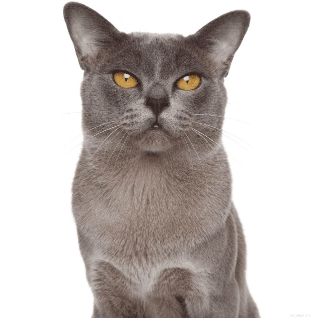 Burmese Cats: Why Their Playful, Loving Nature Makes Them a Top Pet Choice