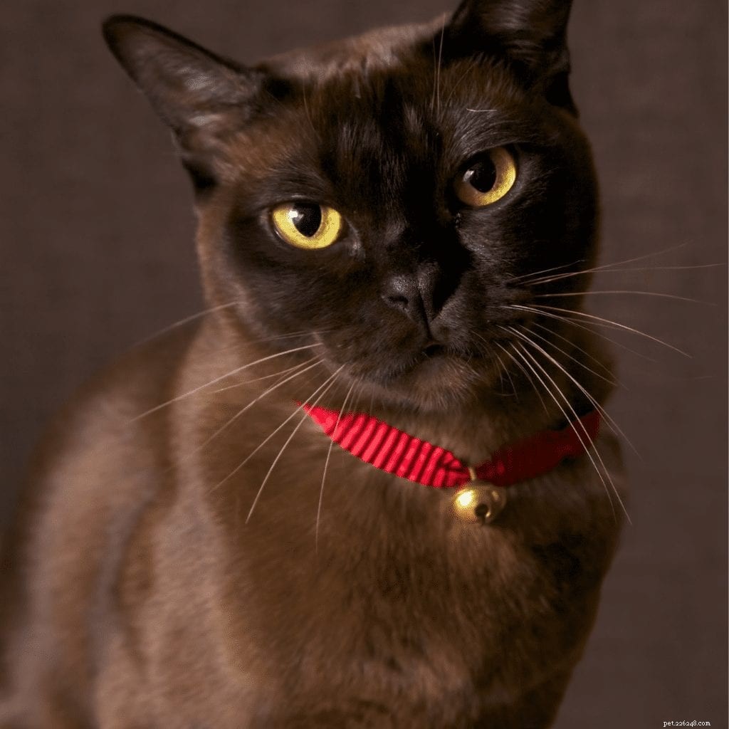 Burmese Cats: Why Their Playful, Loving Nature Makes Them a Top Pet Choice