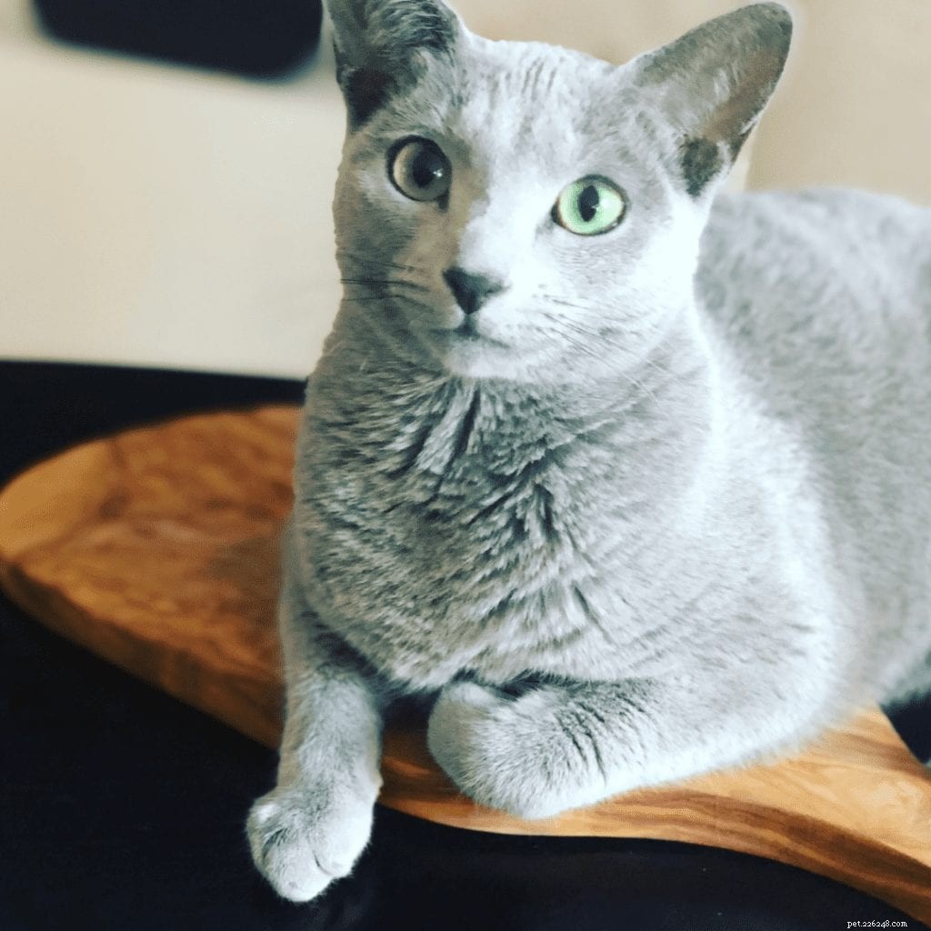 Discover Why Russian Blue Cats Are Exceptional Companions