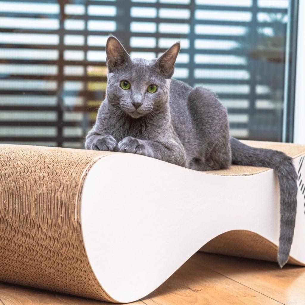 Discover Why Russian Blue Cats Are Exceptional Companions