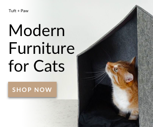 Why Maine Coon Cats Are the Ideal Family Pets