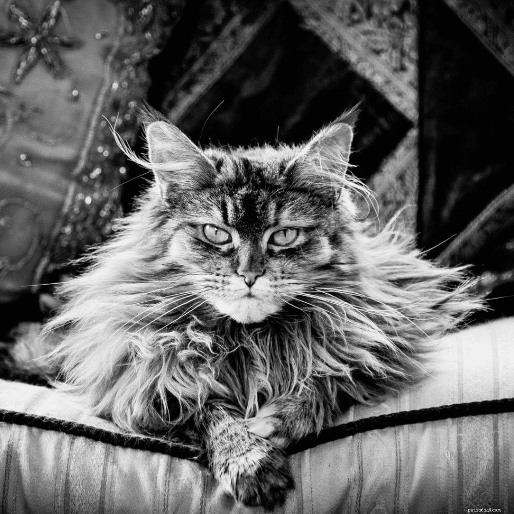 10 Essential Tips for Welcoming a Maine Coon Cat into Your Home