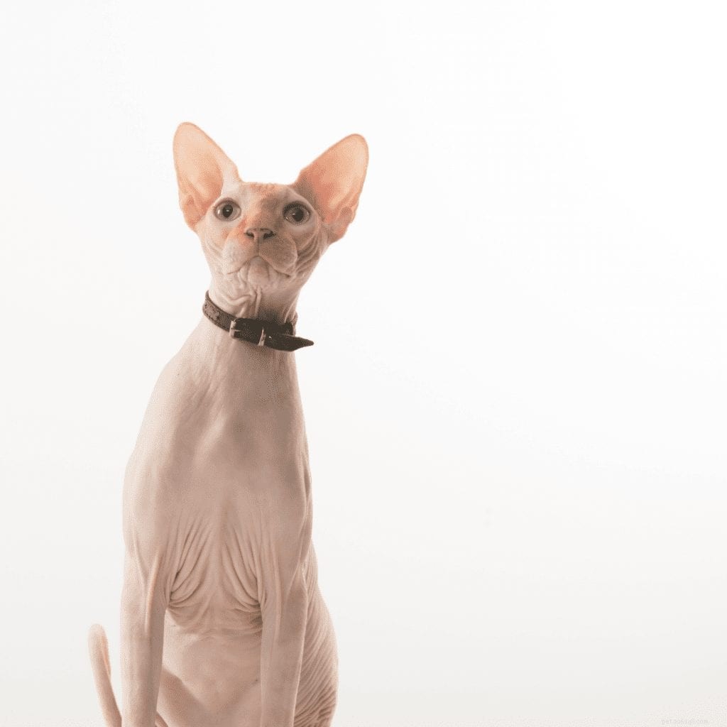 Common Health Concerns in Sphynx Cats: What You Need to Know