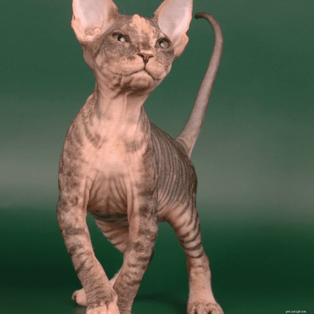 Common Health Concerns in Sphynx Cats: What You Need to Know