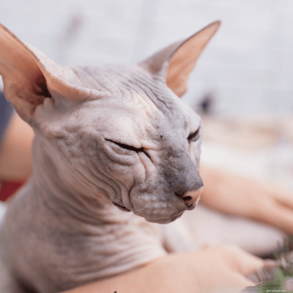 Common Health Concerns in Sphynx Cats: What You Need to Know