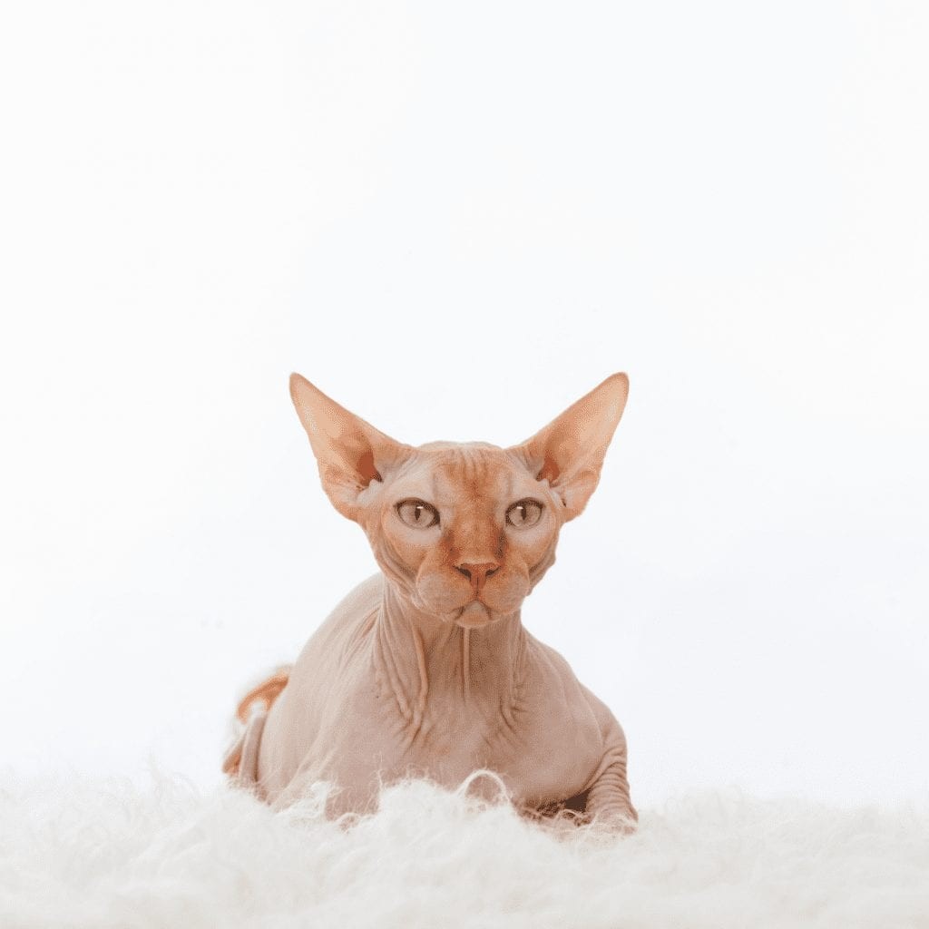 Sphynx Cats Explained: 7 FAQs Answered