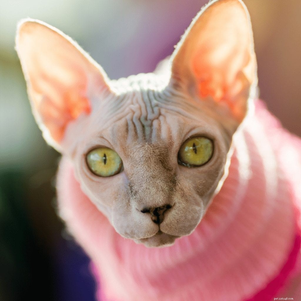 Sphynx Cats Explained: 7 FAQs Answered