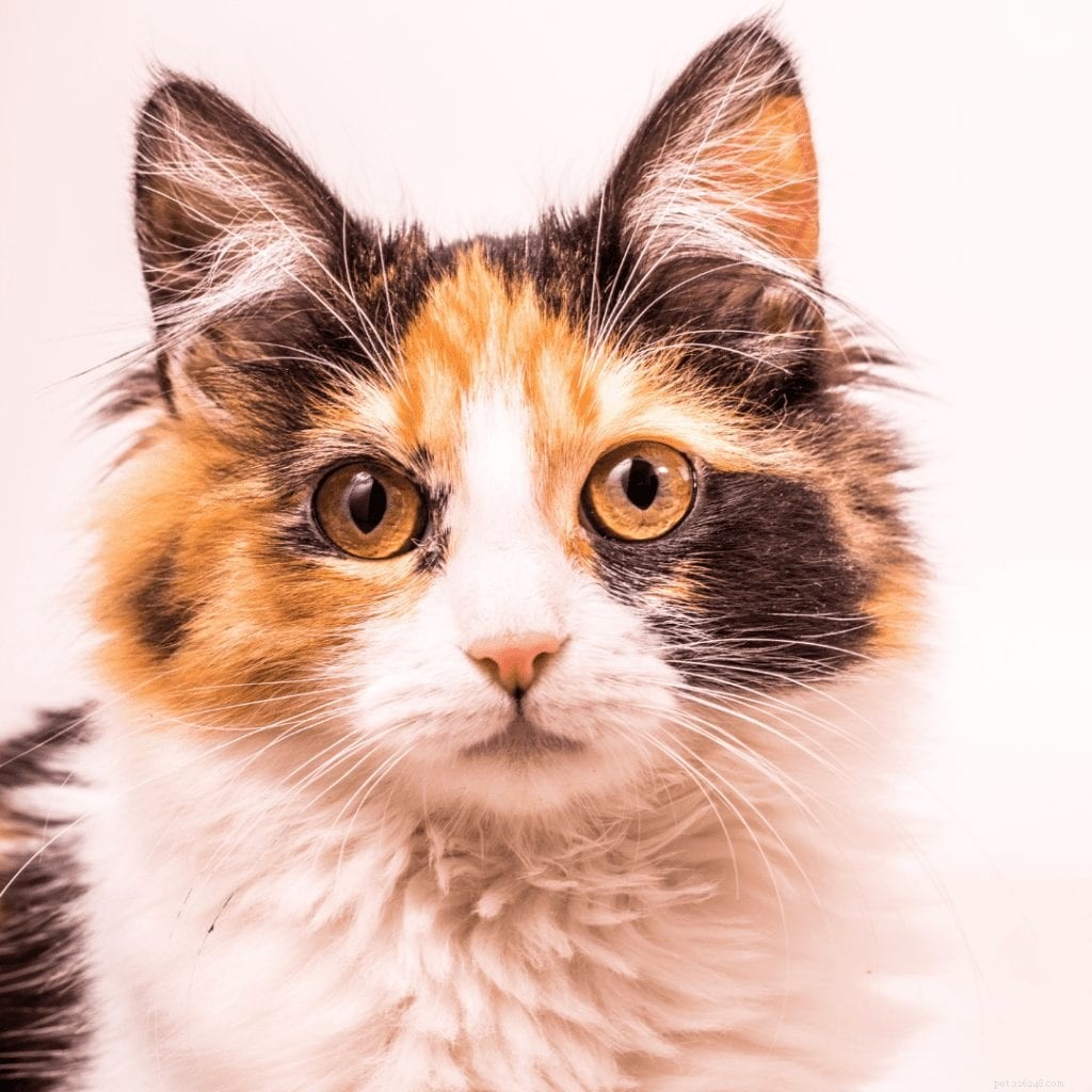 Calico Cats Explained: Facts, Care, and Fascinating Traits