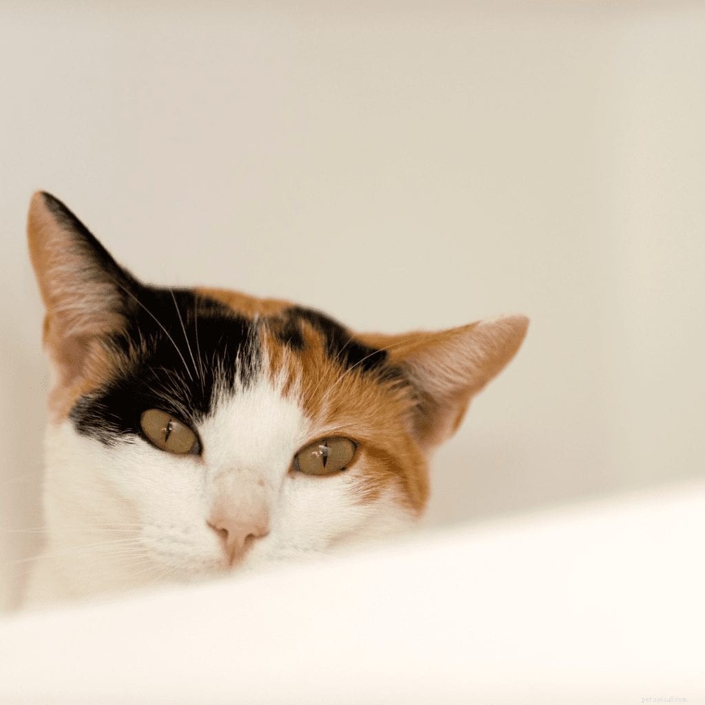 Calico Cats Explained: Facts, Care, and Fascinating Traits