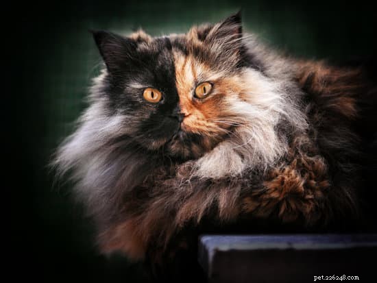 Calico vs. Chimera Cats: Key Differences Explained