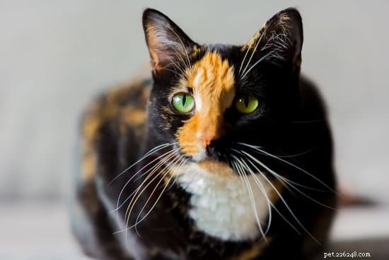 Calico vs. Chimera Cats: Key Differences Explained