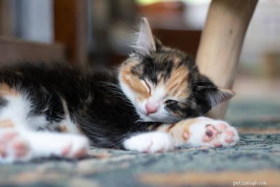 Calico vs. Chimera Cats: Key Differences Explained