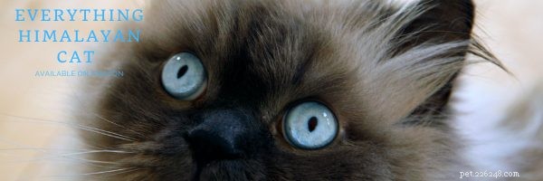 10 Essential Tips for Welcoming Your New Himalayan Cat Home