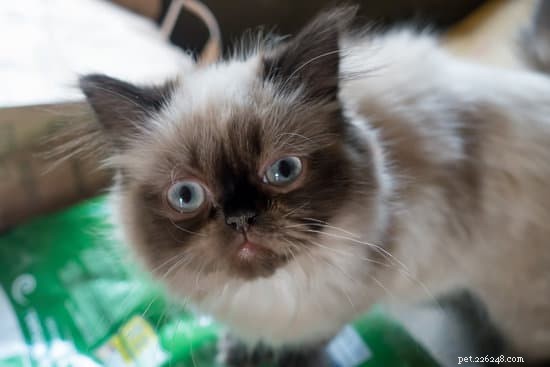 10 Essential Tips for Welcoming Your New Himalayan Cat Home