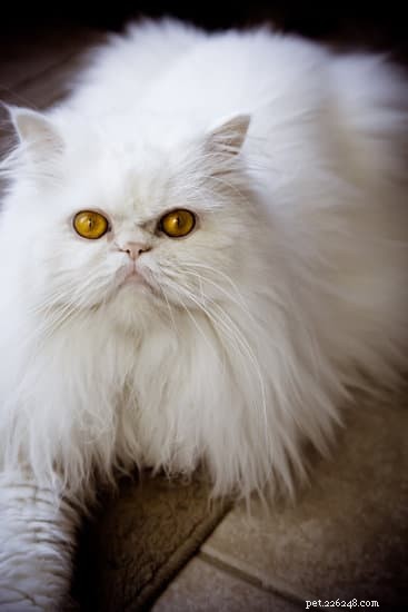 10 Essential Tips for Welcoming Your New Himalayan Cat Home