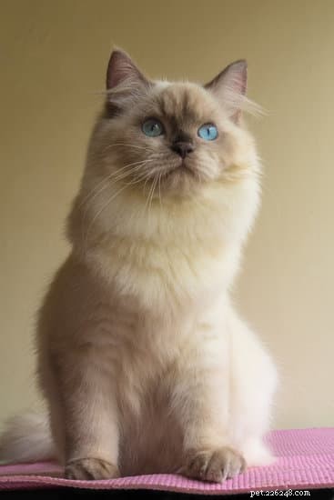 10 Essential Tips for Welcoming Your New Himalayan Cat Home