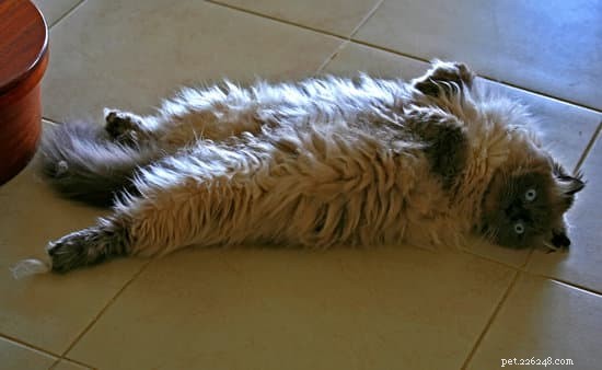 10 Essential Tips for Welcoming Your New Himalayan Cat Home