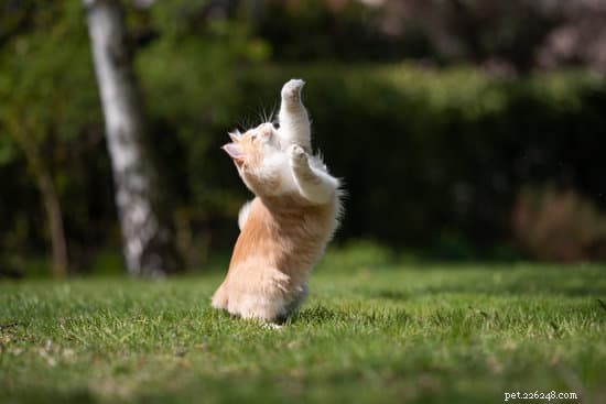 10 Essential Tips for Welcoming Your New Himalayan Cat Home