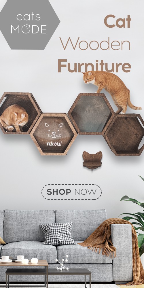10 Essential Tips for Welcoming Your New Himalayan Cat Home
