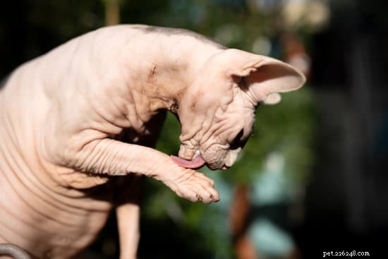 The Ultimate Sphynx Cat Homecoming Checklist: Prepare for Your New Hairless Companion