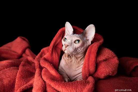 The Ultimate Sphynx Cat Homecoming Checklist: Prepare for Your New Hairless Companion