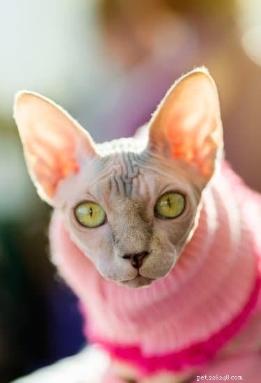 The Ultimate Sphynx Cat Homecoming Checklist: Prepare for Your New Hairless Companion