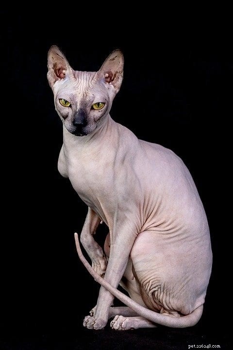 Do Sphynx Cats Meow? Discover Their Distinctive Vocal Traits