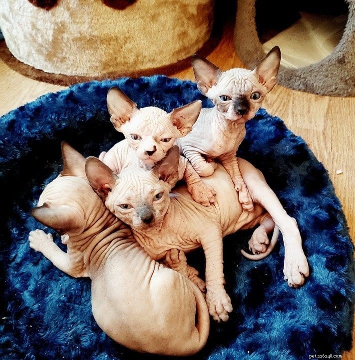 Do Sphynx Cats Meow? Discover Their Distinctive Vocal Traits