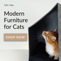 How to Prepare Your Home for a New Cat: A Step‑by‑Step Guide