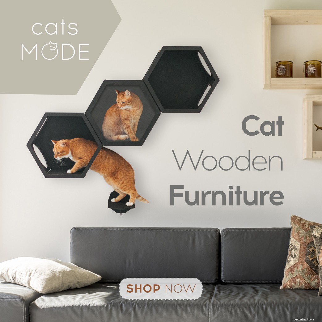 How to Live Eco‑Friendly With Your Pet: Reduce Their Carbon Pawprint