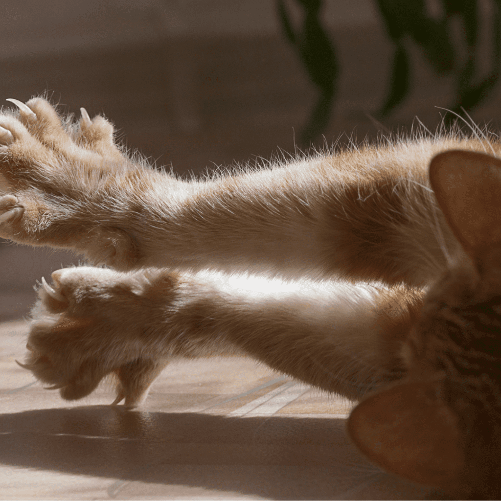 The Science Behind Sharp Cat Claws: Why They’re Essential for Your Pet