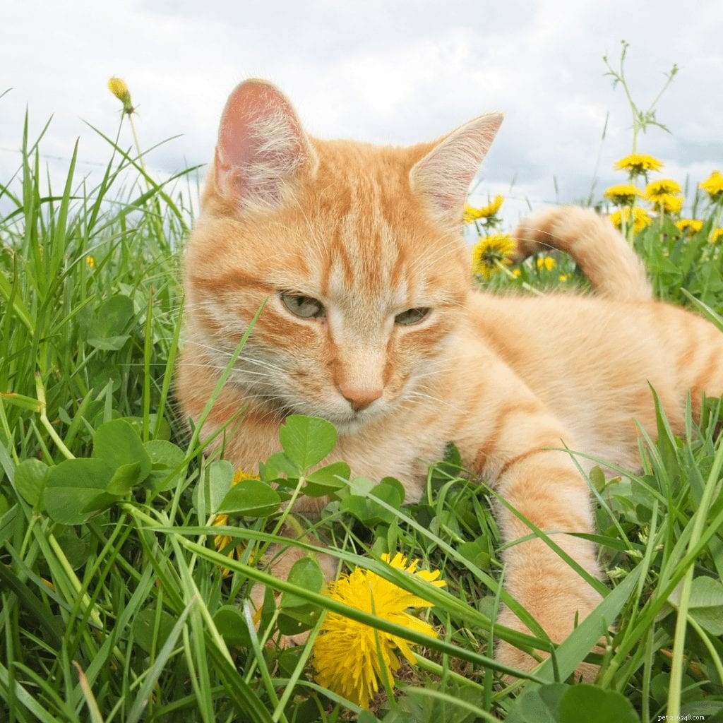 The Complete Guide to Cat Anatomy: Understanding Your Feline’s Body