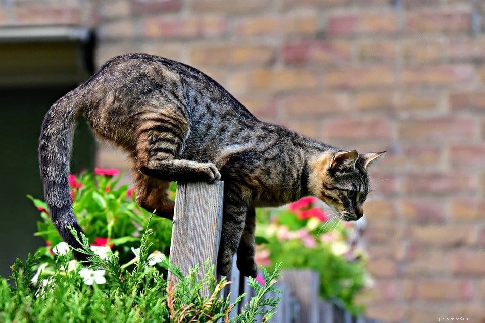 The Complete Guide to Cat Anatomy: Understanding Your Feline’s Body