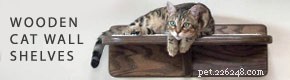 The Complete Guide to Cat Anatomy: Understanding Your Feline’s Body