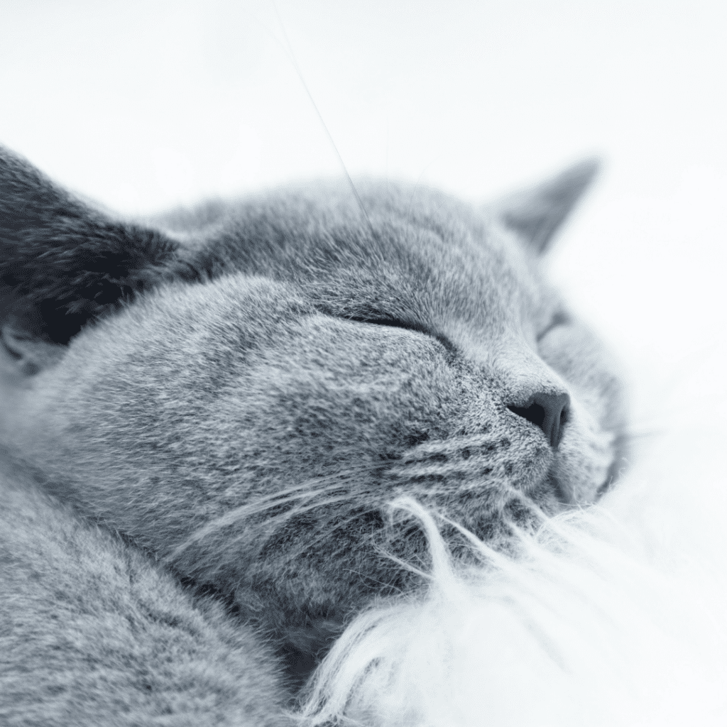 What Does a Cat’s Purr Really Mean? Understanding the Hidden Signals Behind the Sound