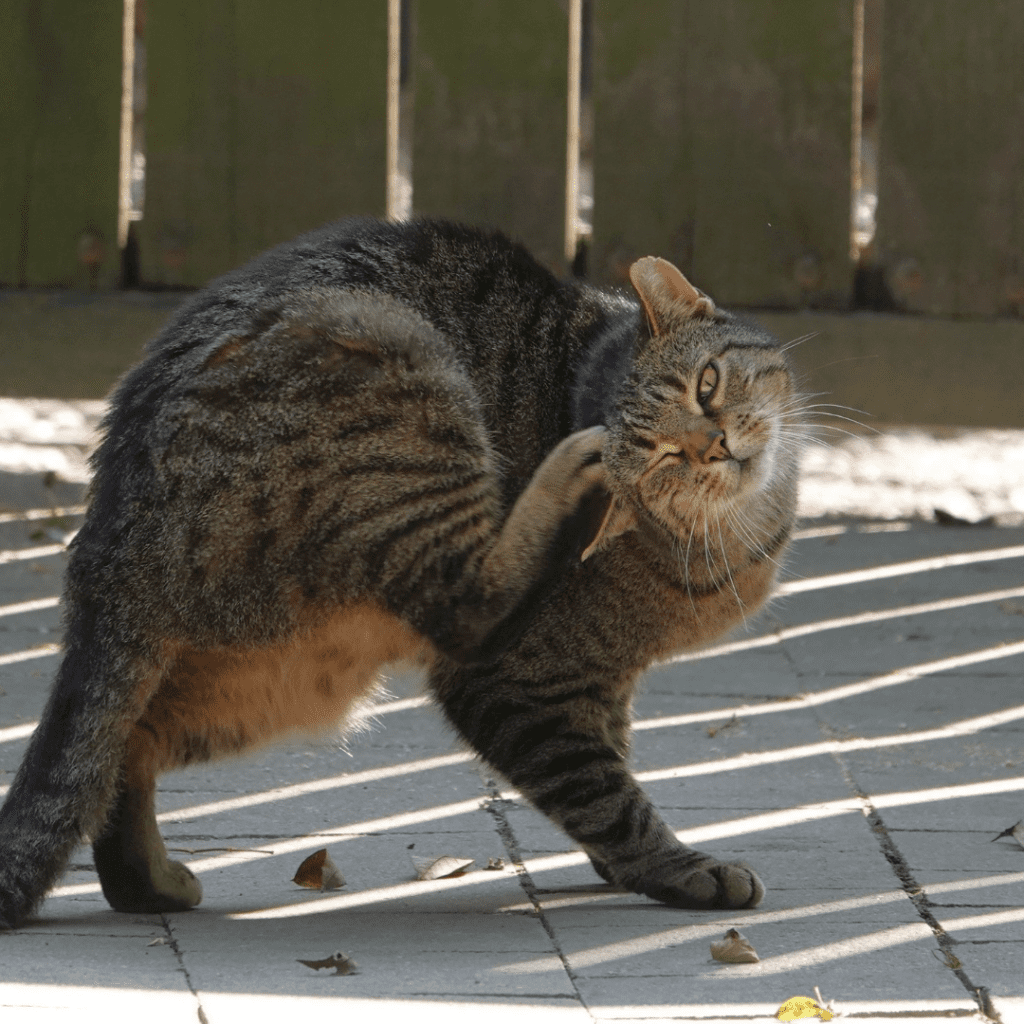 Understanding Cat Lice: Symptoms, Treatments & Prevention Tips