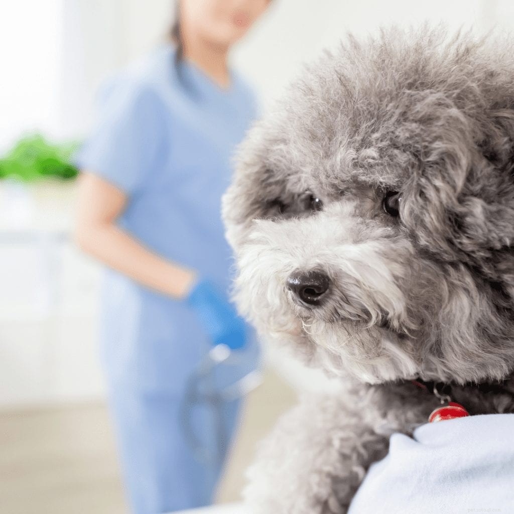 Can Acupuncture Heal Your Pet? Evidence, Benefits, and Practical Tips
