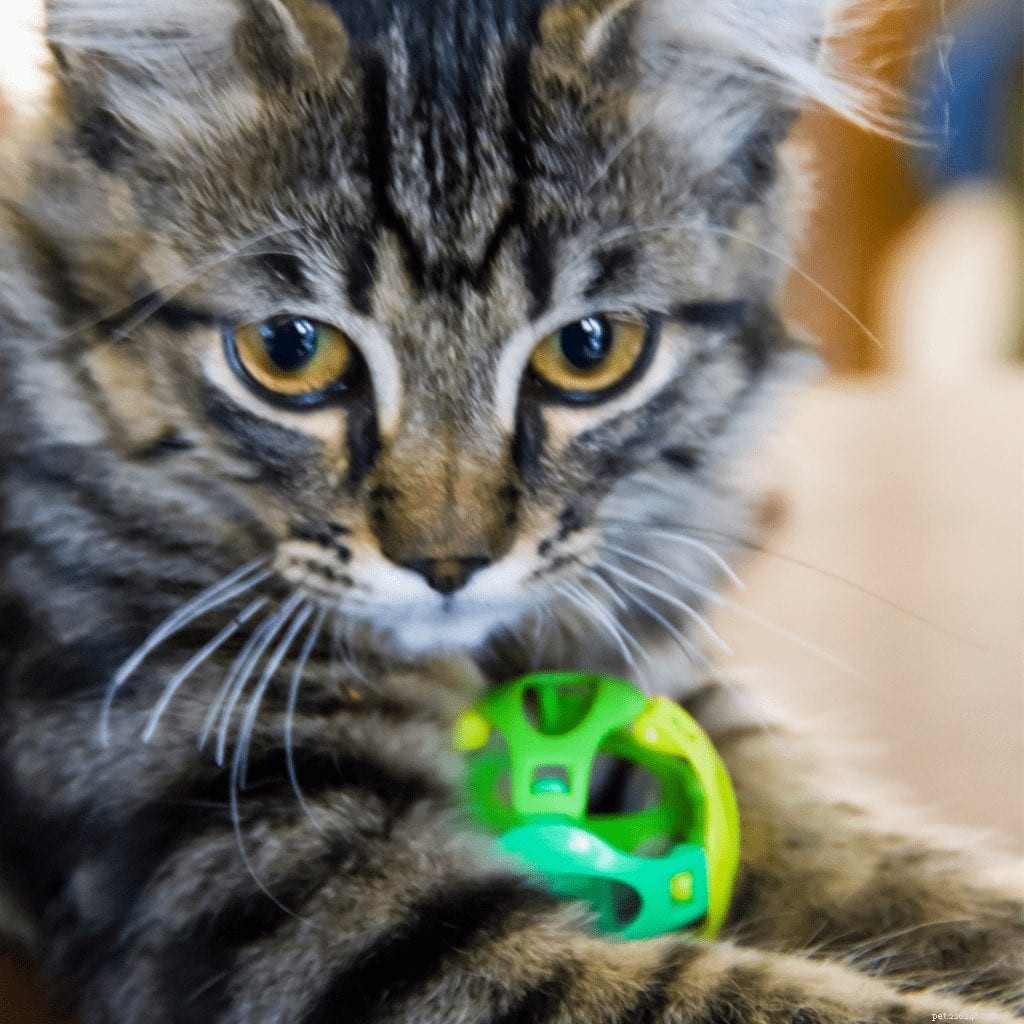 Daily Exercise Guidelines for Cats: How Much Physical Activity Do They Need?