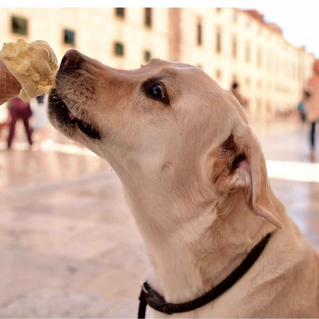 20 Ways to Celebrate Your Golden Retriever’s 20th Birthday