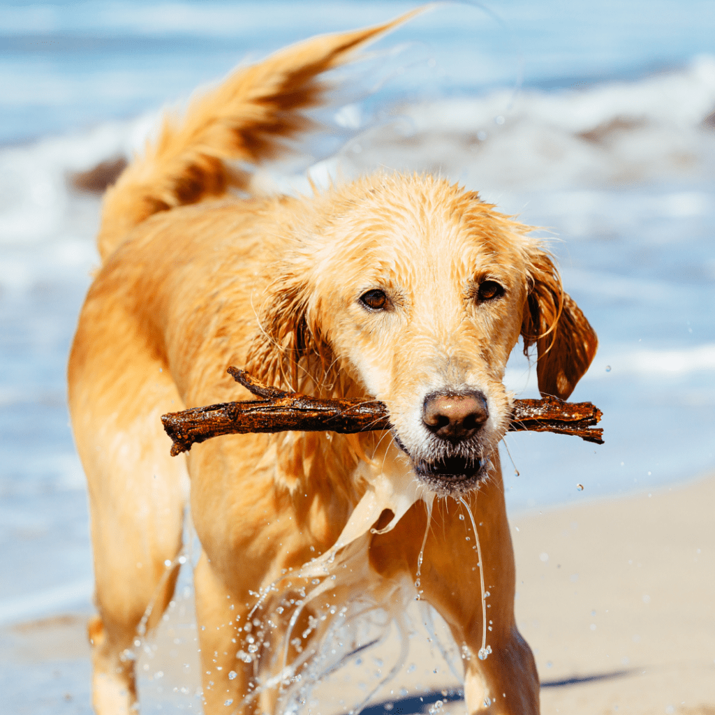 20 Ways to Celebrate Your Golden Retriever’s 20th Birthday
