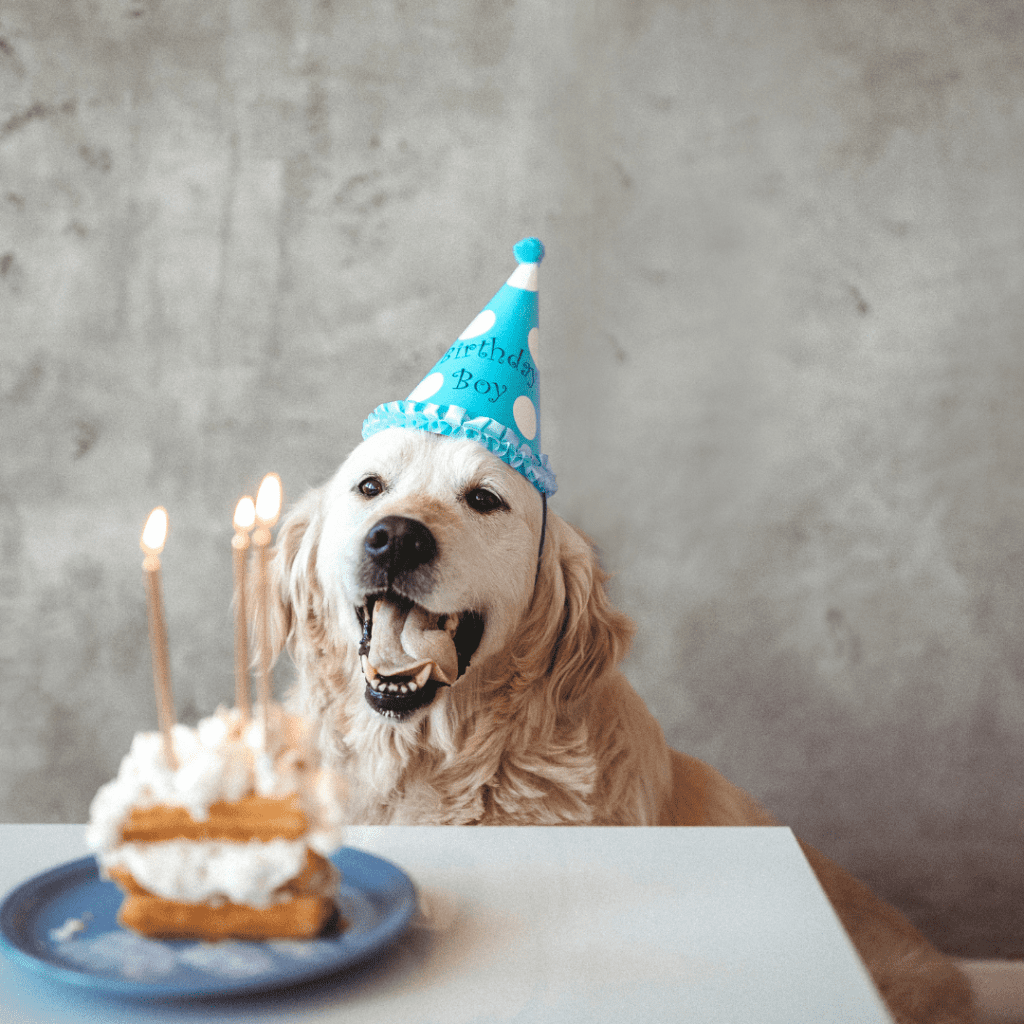 20 Ways to Celebrate Your Golden Retriever’s 20th Birthday