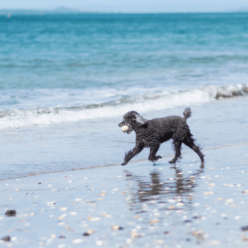 Can Poodles Swim? Expert Insights on Poodle Water Play & Safety