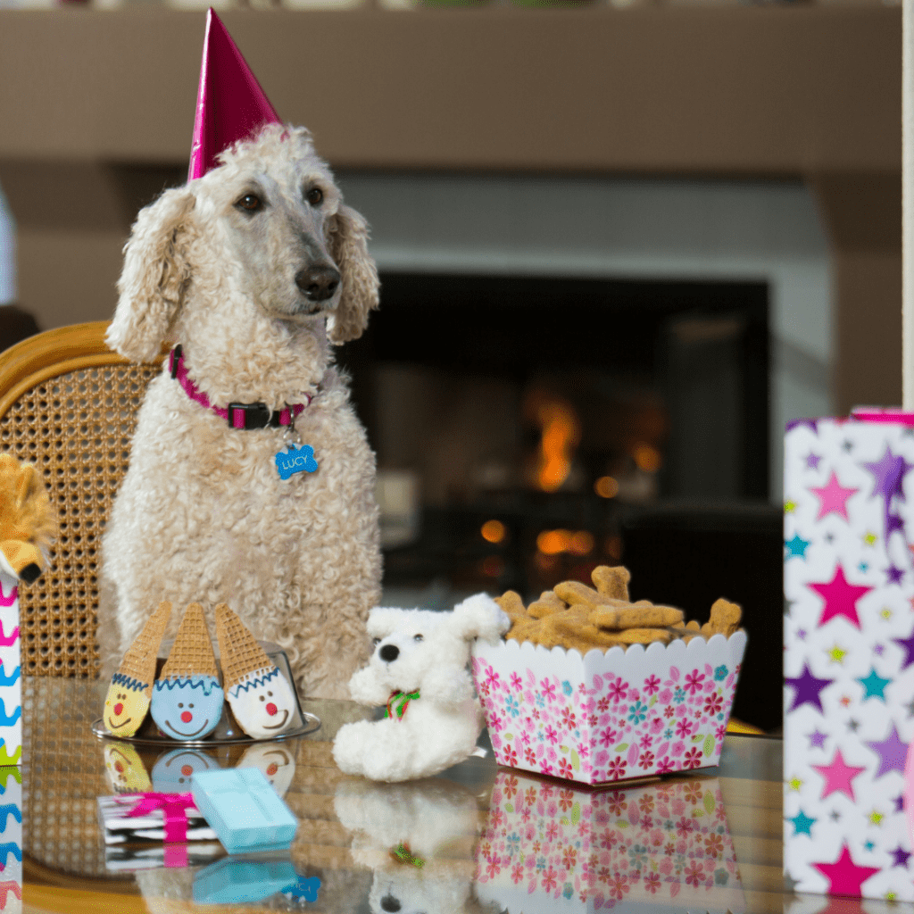 Plan a Luxurious Birthday Bash for Your Poodle – A Guide to Spoiling Your Furry Friend