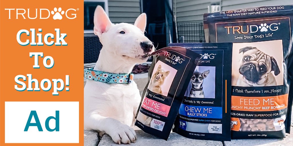 Plan a Luxurious Birthday Bash for Your Poodle – A Guide to Spoiling Your Furry Friend