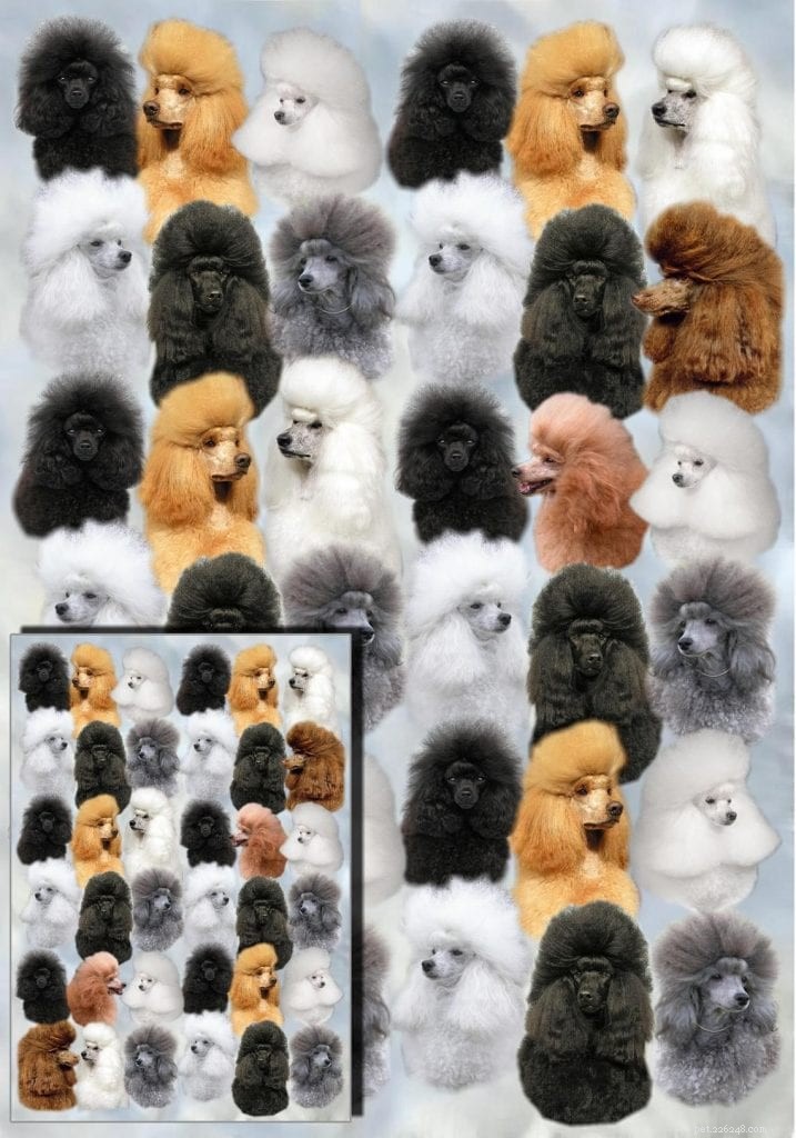 Celebrate Your Poodle’s Birthday: 10 Expert Tips for a Memorable Party