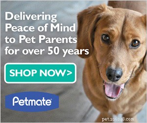 Celebrate Your Poodle’s Birthday: 10 Expert Tips for a Memorable Party