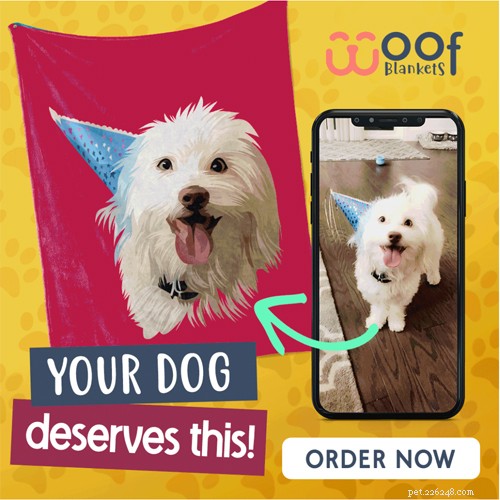 Quietest Dog Breeds: Find the Best Low‑Bark Companions