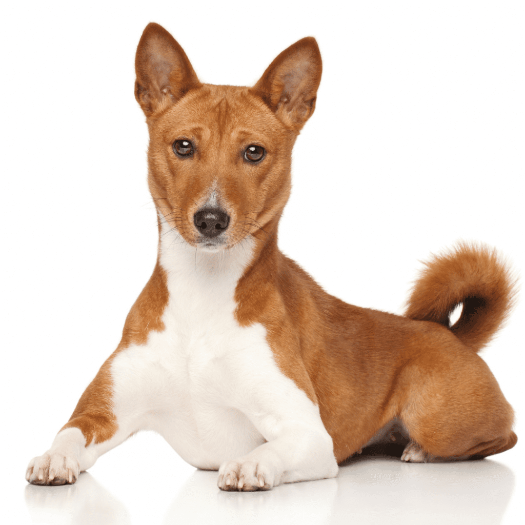 Quietest Dog Breeds: Find the Best Low‑Bark Companions