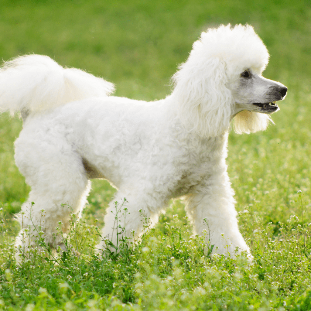 Poodles and Rabbits: Compatibility, Behavior, and Tips for Coexistence